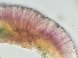 Attēlu rezultāti vaicājumam “Frullania fragilifolia macro”