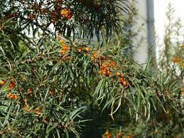 Attēlu rezultāti vaicājumam “Hippophae rhamnoides leaf”