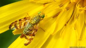 Attēlu rezultāti vaicājumam “Tephritidae”