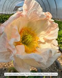 Image result for Papaver nudicaule