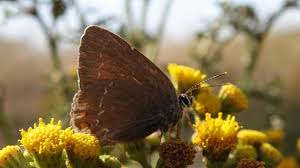 Attēlu rezultāti vaicājumam “Satyrium ilicis underside”