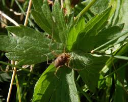 Attēlu rezultāti vaicājumam “Lophopilio palpinalis”