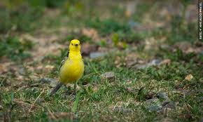 Attēlu rezultāti vaicājumam “Motacilla citreola”