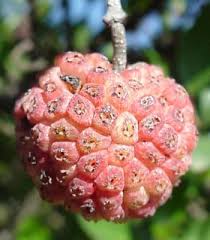 Attēlu rezultāti vaicājumam “Rhinanthus serotinus fruit”