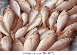 Image result for Pagrus