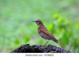 Image result for Turdus naumanni