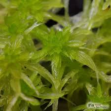 Attēlu rezultāti vaicājumam “Sphagnum cuspidatum”