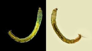 Attēlu rezultāti vaicājumam “Chironomidae imago”