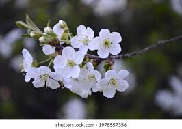 Attēlu rezultāti vaicājumam “Cerasus flower”