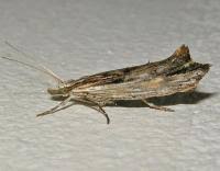 Attēlu rezultāti vaicājumam “Ypsolopha scabrella”