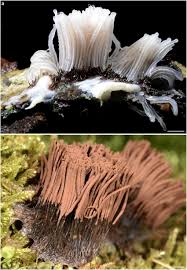 Attēlu rezultāti vaicājumam “Stemonitis sp.”