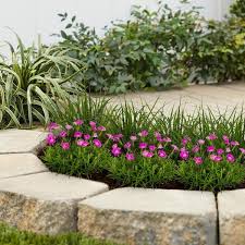 Image result for Dianthus