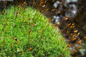 Attēlu rezultāti vaicājumam “Distichium capillaceum sporophyte”