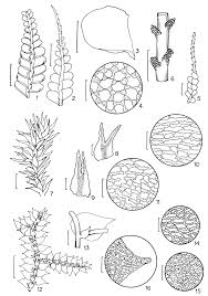 Attēlu rezultāti vaicājumam “Odontoschisma denudatum”
