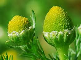Attēlu rezultāti vaicājumam “Matricaria discoidea flower”