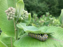 Image result for monarch caterpillar