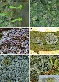 Attēlu rezultāti vaicājumam “Chaenotheca laevigata”