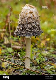 Attēlu rezultāti vaicājumam “Coprinus comatus”