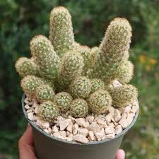 Attēlu rezultāti vaicājumam “Dienerella elongata”