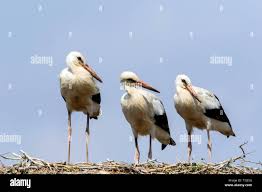 Attēlu rezultāti vaicājumam “Ciconia ciconia juvenile”