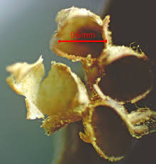 Attēlu rezultāti vaicājumam “Trichia ambigua macro”