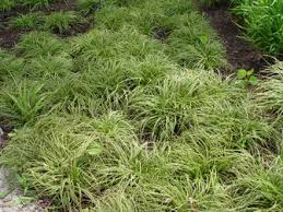Attēlu rezultāti vaicājumam “Carex caryophyllea flower”