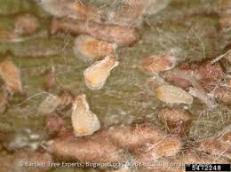 Attēlu rezultāti vaicājumam “Lepidosaphes ulmi imago”