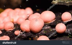 Attēlu rezultāti vaicājumam “Lycogala irregulare macro”