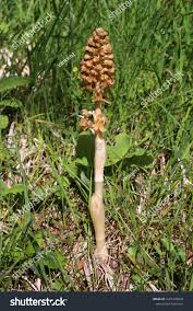 Attēlu rezultāti vaicājumam “Neottia nidus-avis fruit”