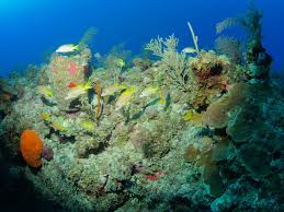 Image result for Lutjanus apodus