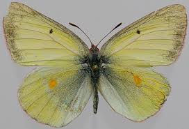 Attēlu rezultāti vaicājumam “Colias palaeno upperside”