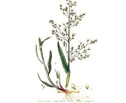 Image result for rosa aquatica