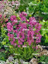 Attēlu rezultāti vaicājumam “Silene viscaria”