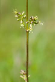 Attēlu rezultāti vaicājumam “Silene otites”