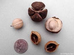 Attēlu rezultāti vaicājumam “Carya ovata fruit”