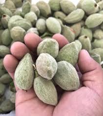 Image result for fresh green almonds