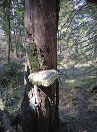 Attēlu rezultāti vaicājumam “Peltis grossa”