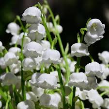 Attēlu rezultāti vaicājumam “Convallaria majalis flower”