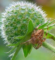 Attēlu rezultāti vaicājumam “Araneus diadematus juvenile”