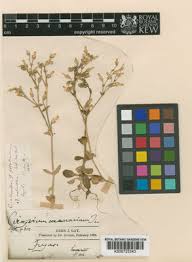 Attēlu rezultāti vaicājumam “Cerastium semidecandrum leaf”