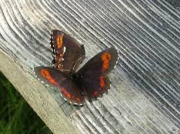 Attēlu rezultāti vaicājumam “Erebia ligea upperside”