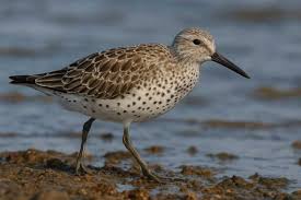 Image result for Calidris tenuirostris