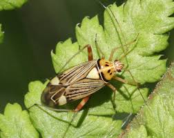 Attēlu rezultāti vaicājumam “Rhabdomiris striatellus imago”