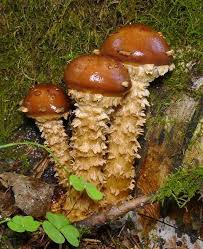 Attēlu rezultāti vaicājumam “Stropharia albocrenulata”