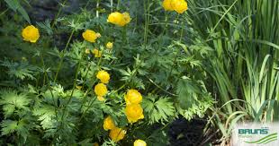 Attēlu rezultāti vaicājumam “Trollius europaeus fruit”