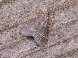 Attēlu rezultāti vaicājumam “Hypsopygia glaucinalis”