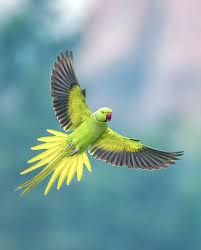 Image result for Psittacula krameri