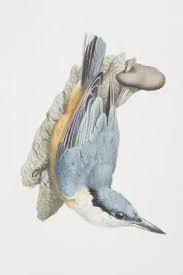 Image result for Sitta europaea