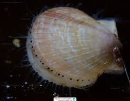 Image result for Placopecten magellanicus