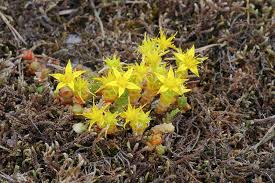Image result for Sedum acre
